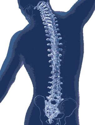 Coluna Vertebral